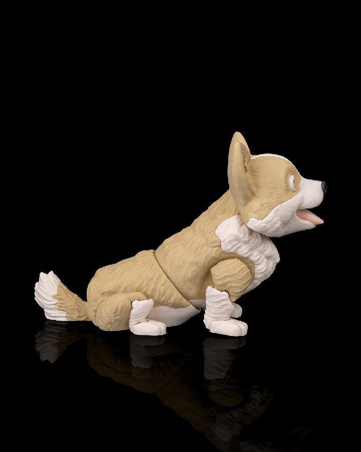 Willow, the Corgi · view 2